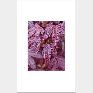 Japanese Acer Palmatum Atropurpurea Shrub Posters and Art